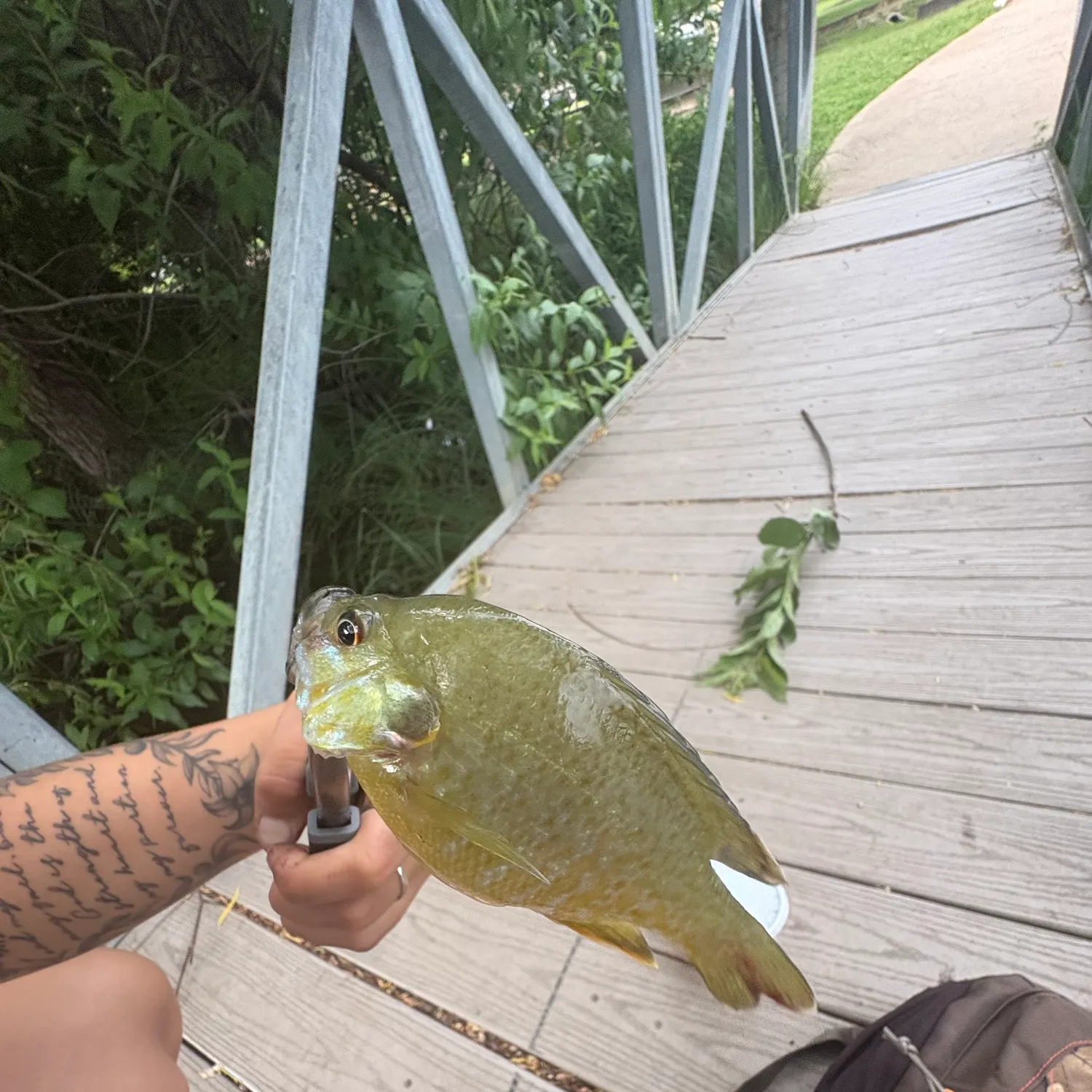 recently logged catches