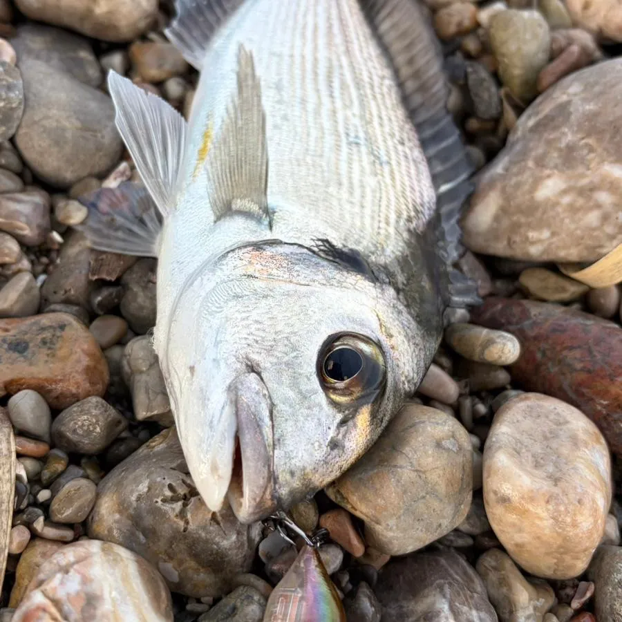 The most recent Gilthead seabream catches on Fishbrain