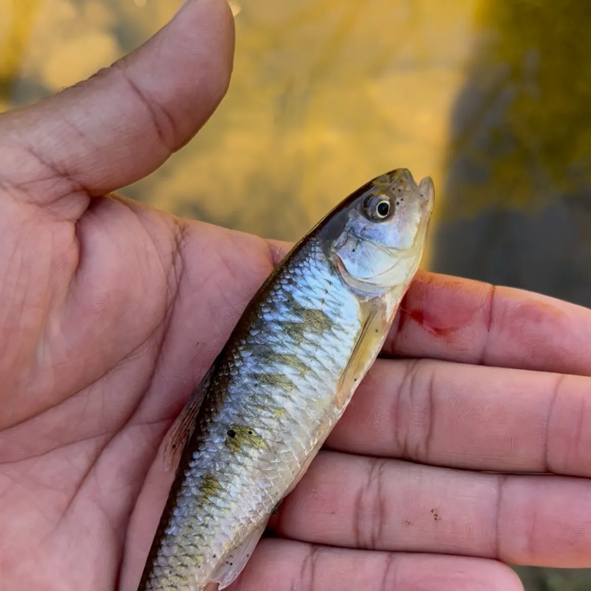 Common shiner caught on Fishbrain