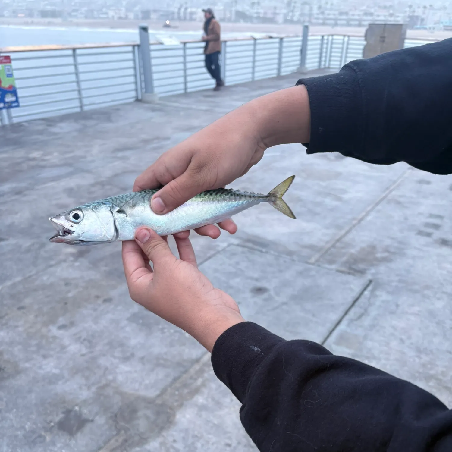 The most recent Pacific chub mackerel catches on Fishbrain