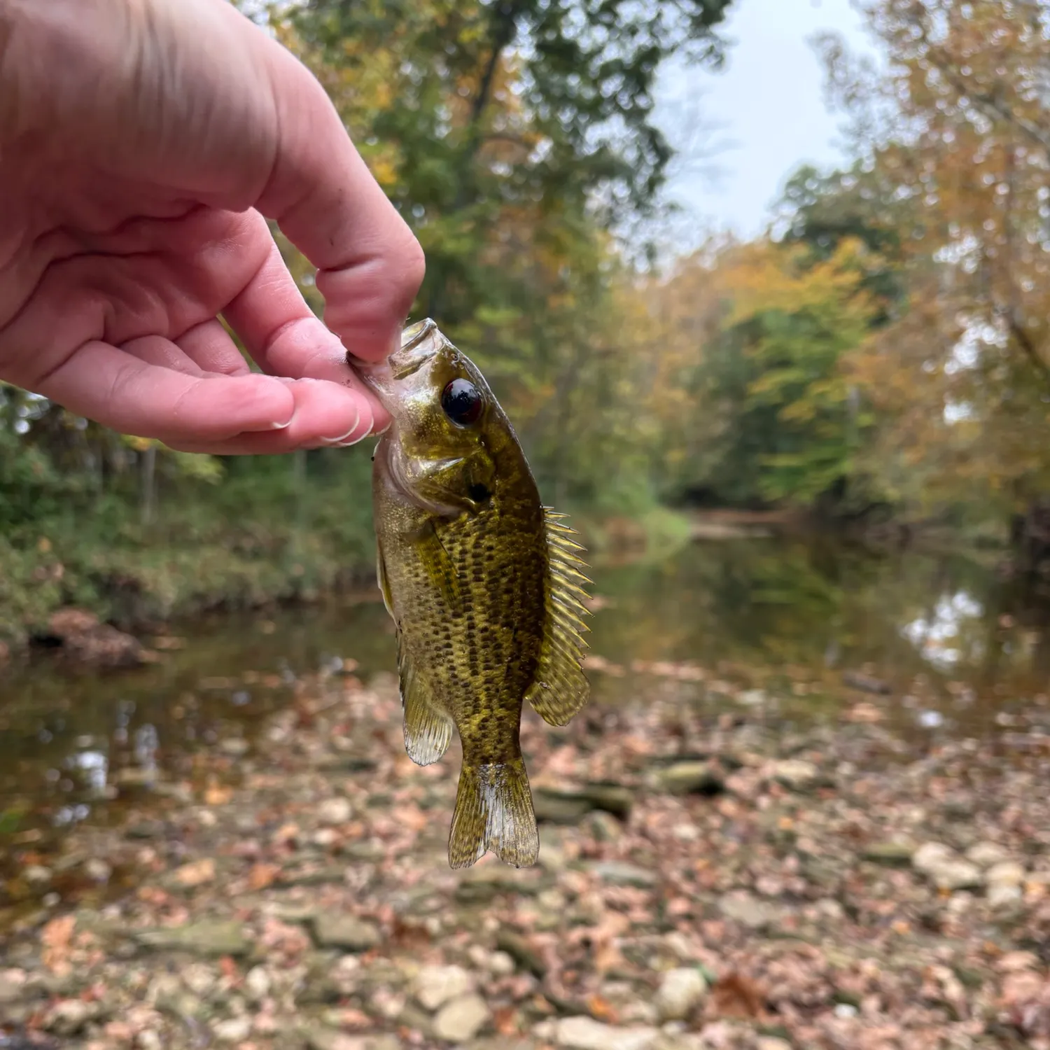Rock bass caught on Fishbrain
