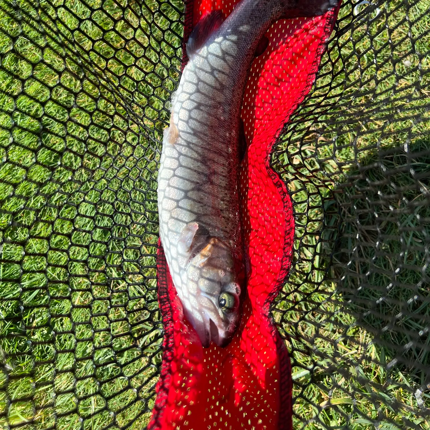 Rainbow trout caught on Fishbrain