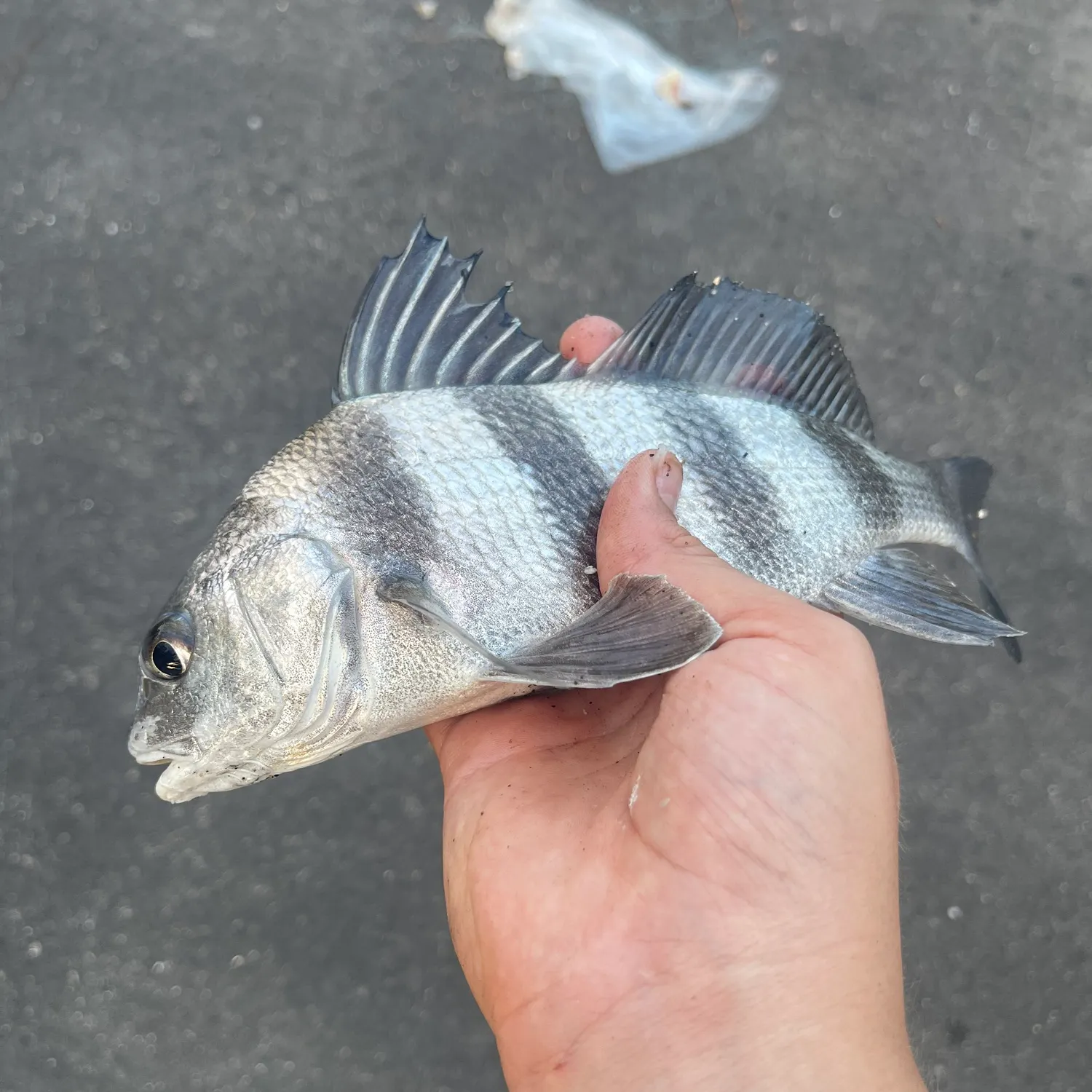 Black drum caught on Fishbrain