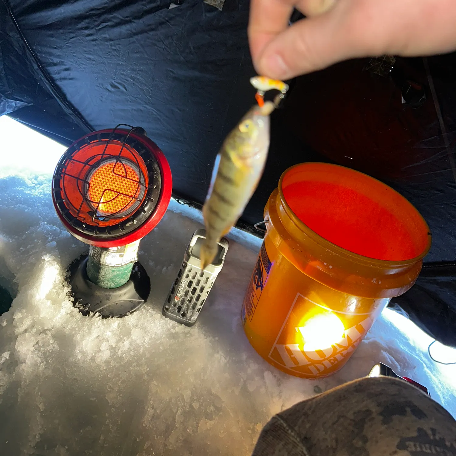 The most recent Yellow perch catches on Fishbrain