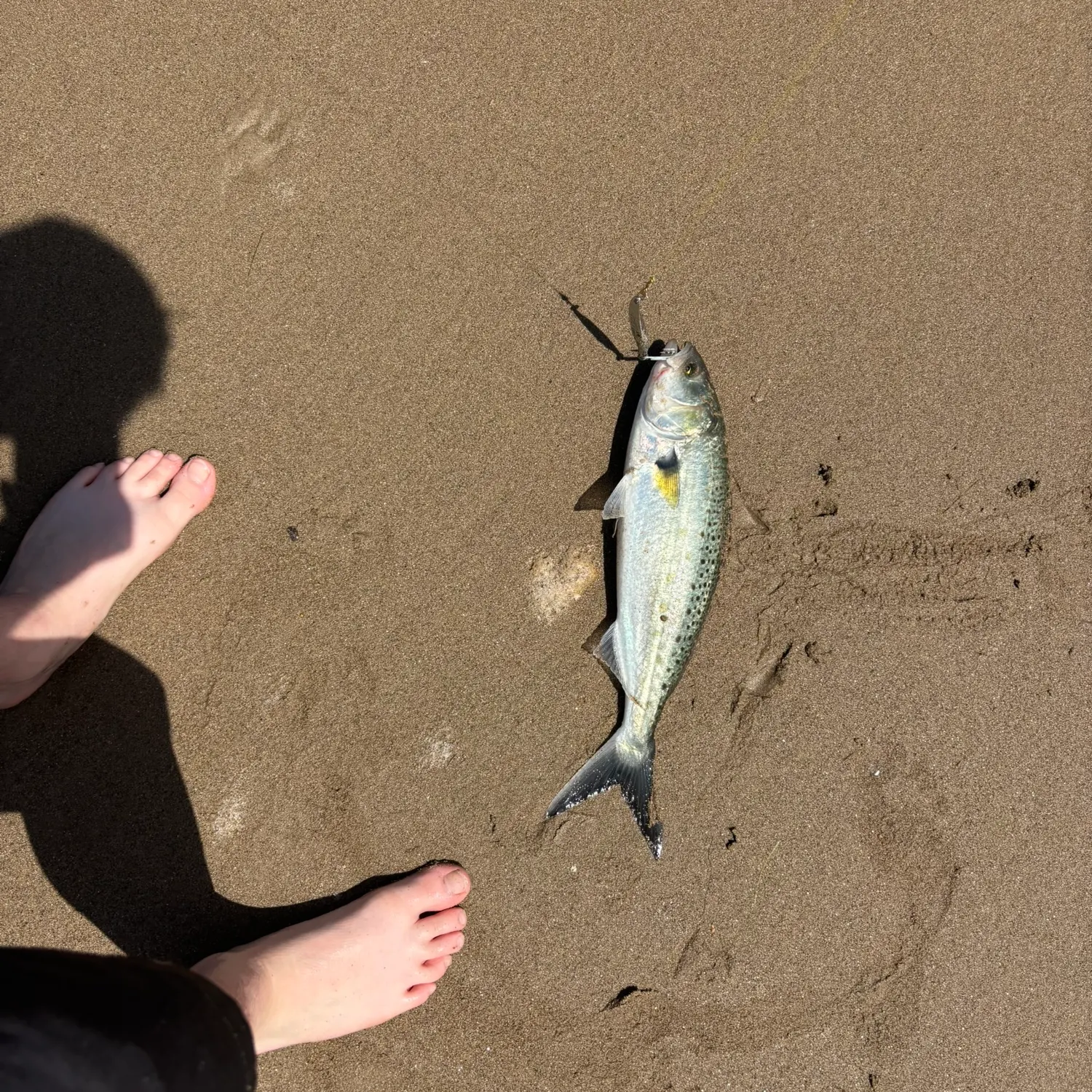 The most recent Western Australian salmon catches on Fishbrain