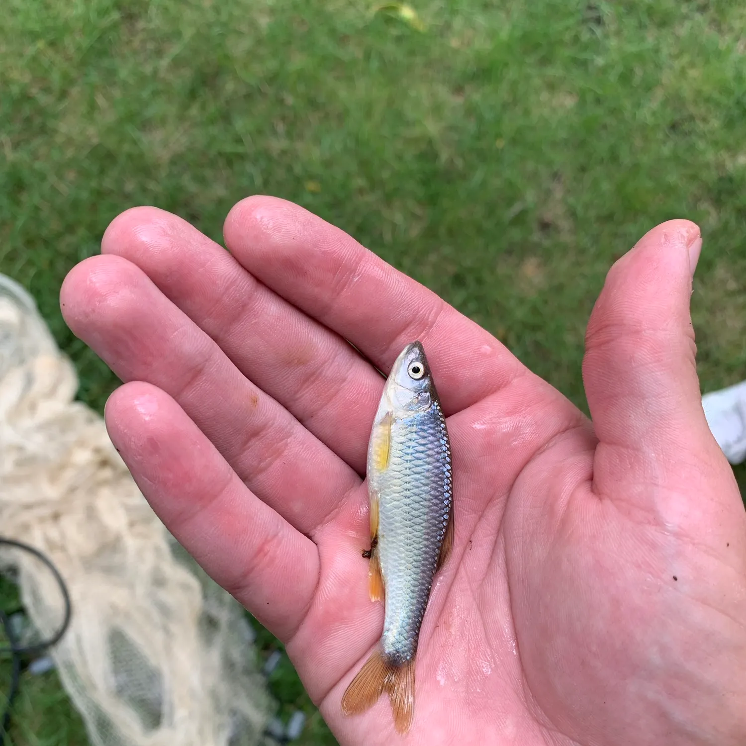 The most recent Steelcolor shiner catches on Fishbrain