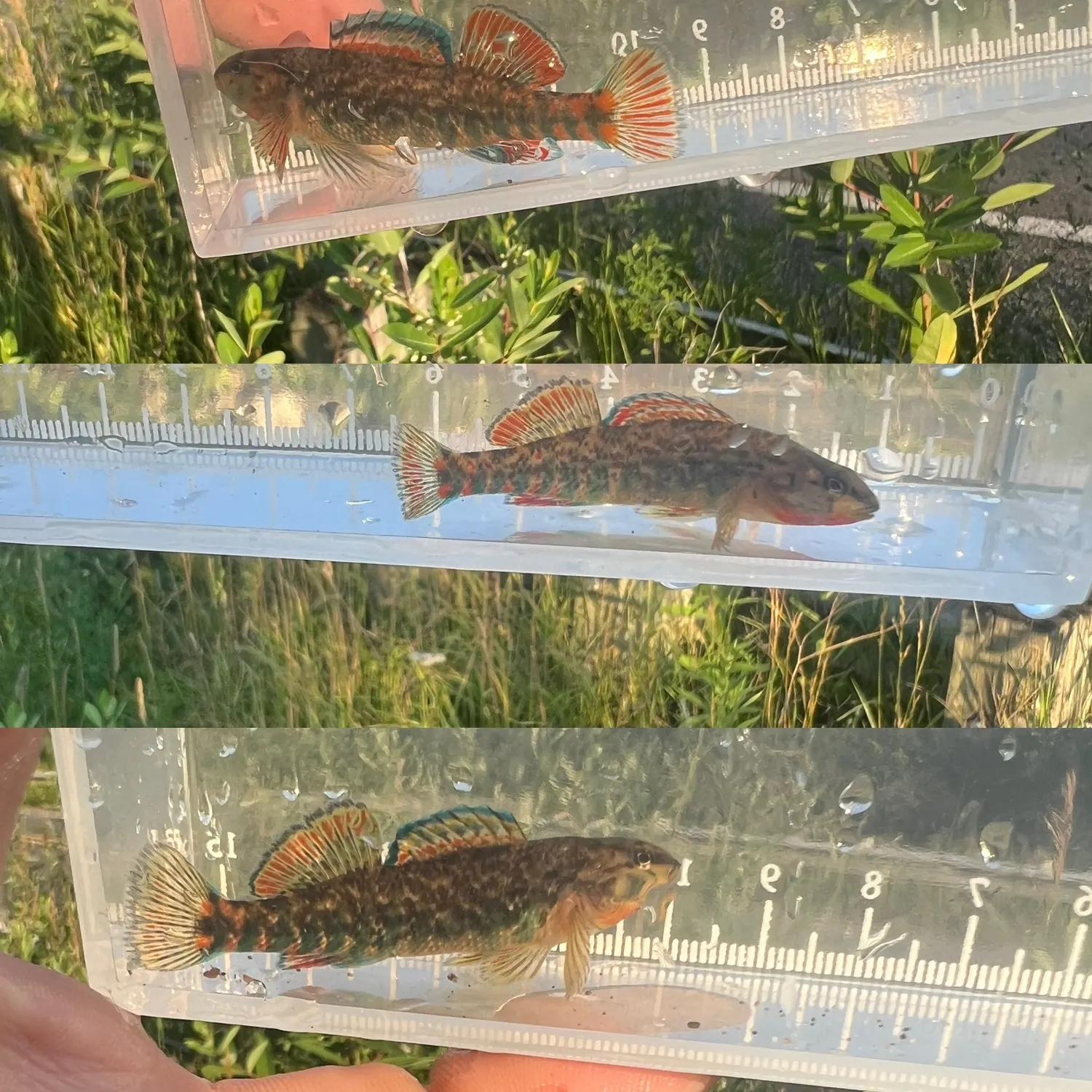 The most recent Rainbow darter catches on Fishbrain