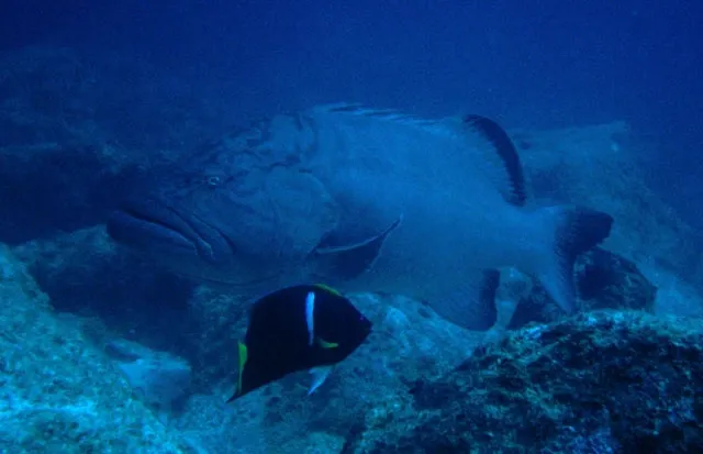 Gulf grouper