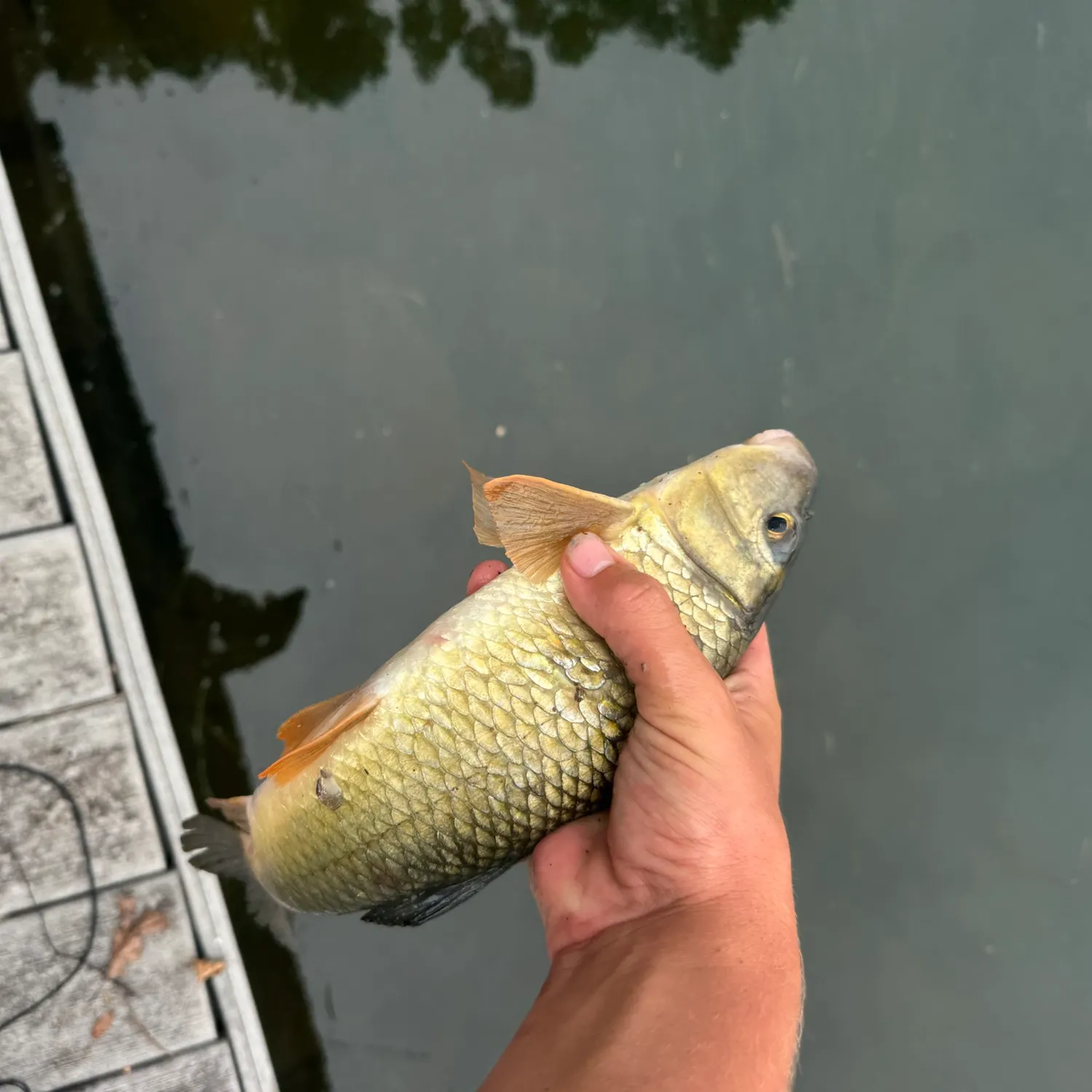 The most recent Golden redhorse catches on Fishbrain