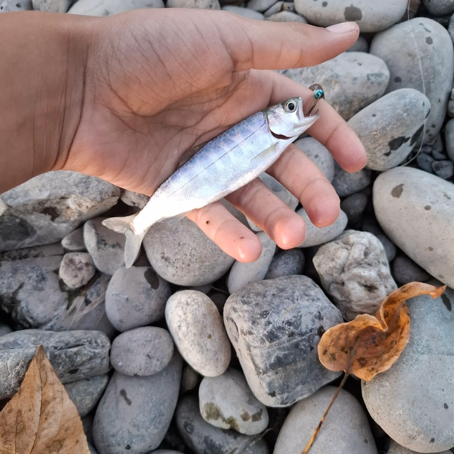 Coho salmon caught on Fishbrain