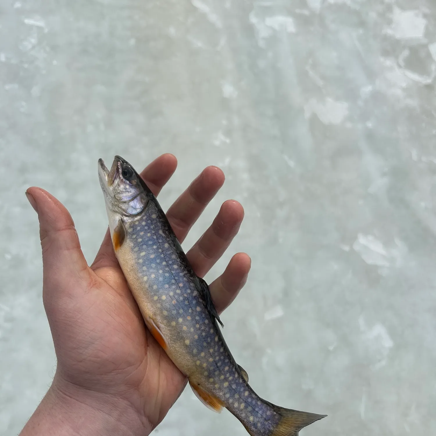 The most recent Splake catches on Fishbrain