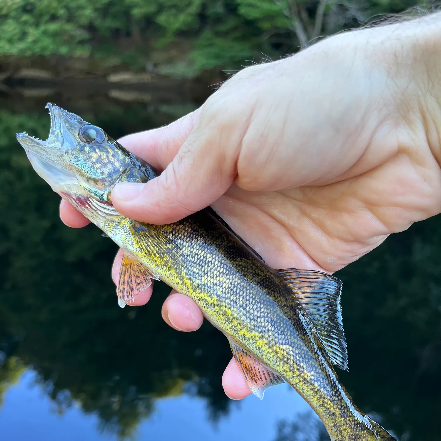 Walleye caught on Fishbrain