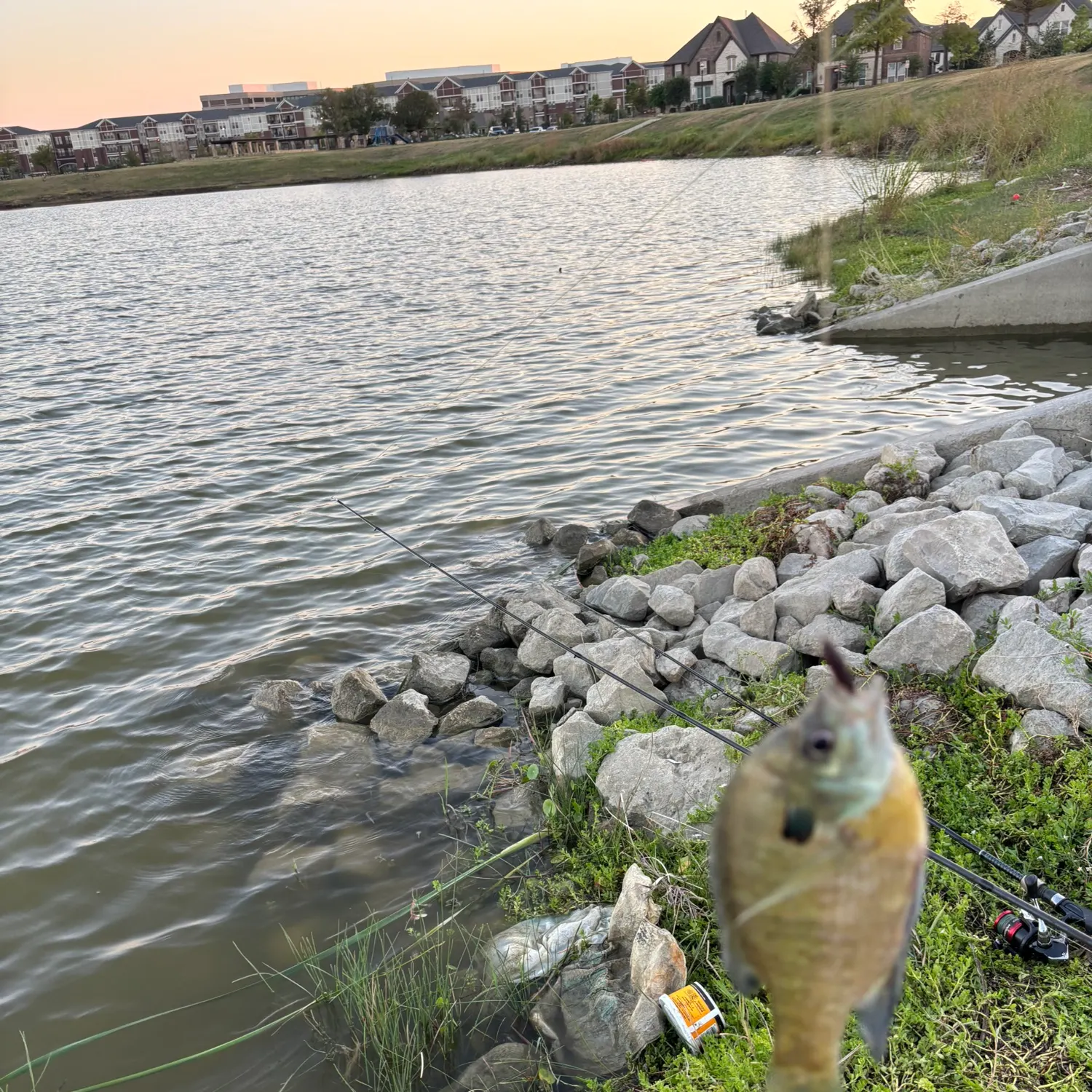 Fish caught on Fishbrain