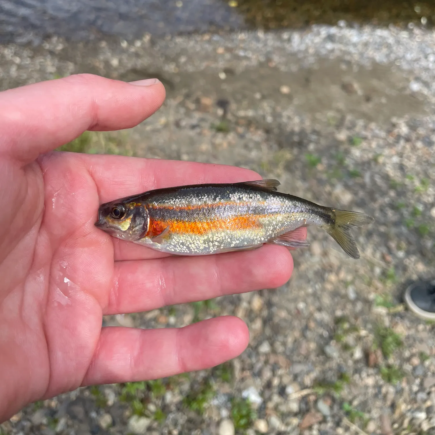 The most recent Redside shiner catches on Fishbrain