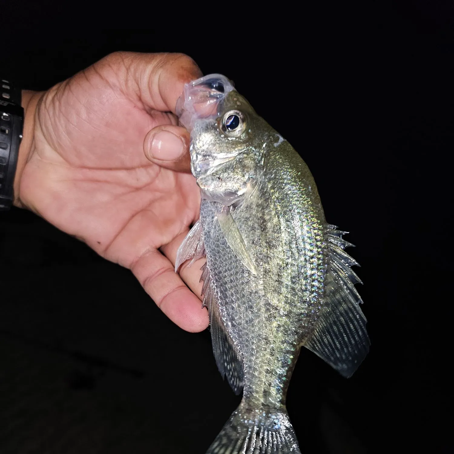 Black crappie caught on Fishbrain