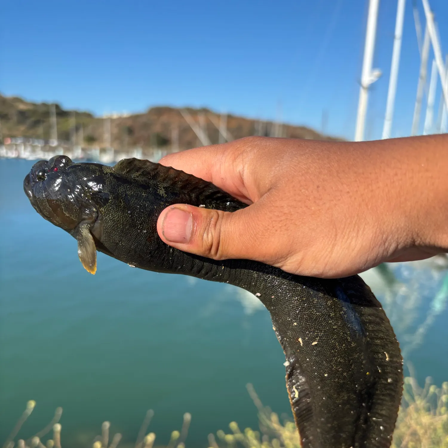 The most recent Monkeyface prickleback catches on Fishbrain