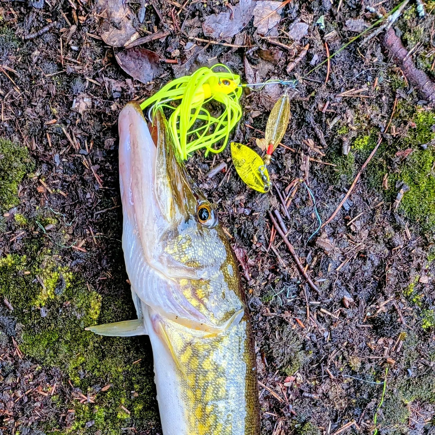 Chain pickerel caught on Fishbrain