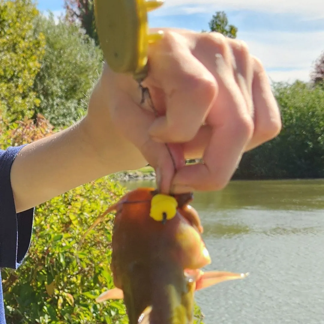 Yellow bullhead caught on Fishbrain