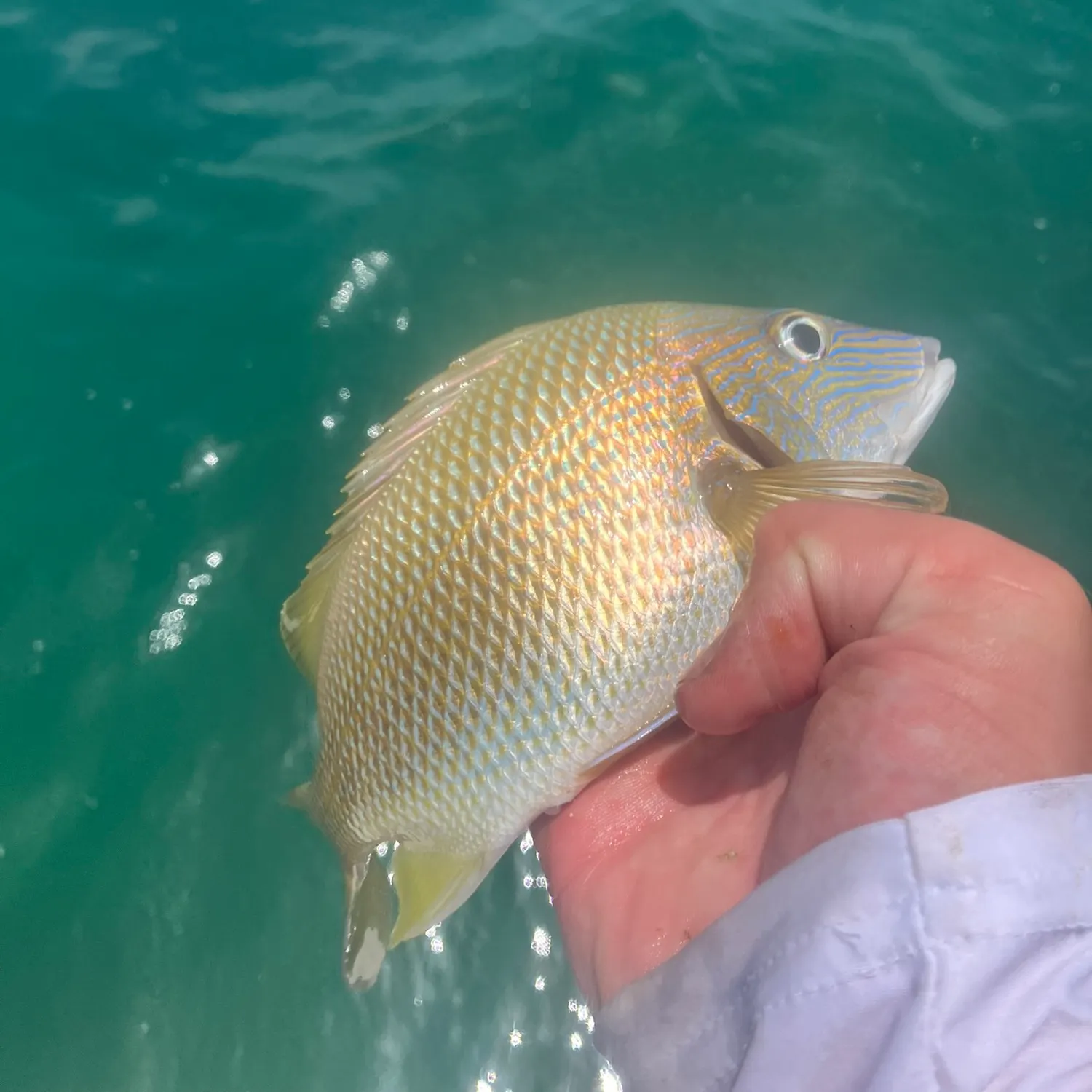 The most recent White grunt catches on Fishbrain