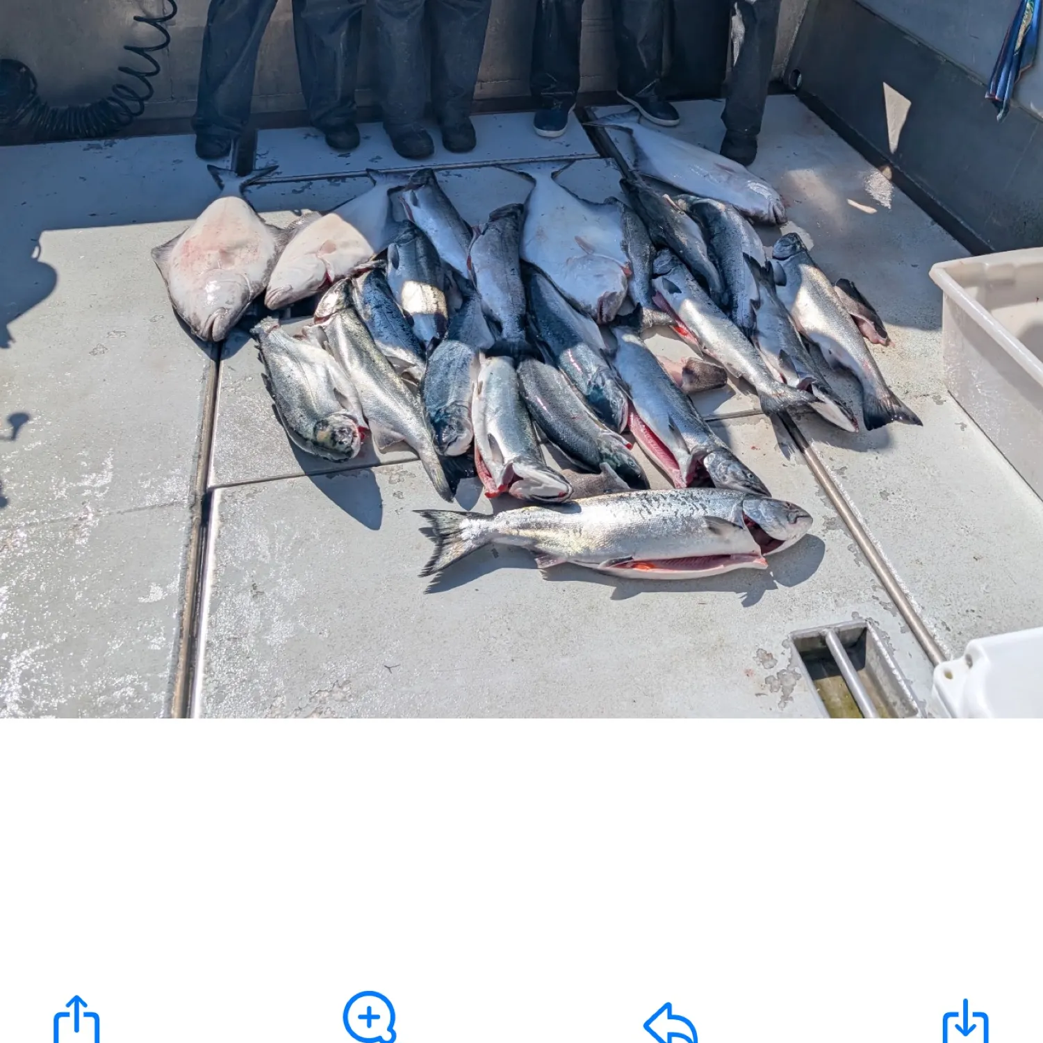recently logged catches
