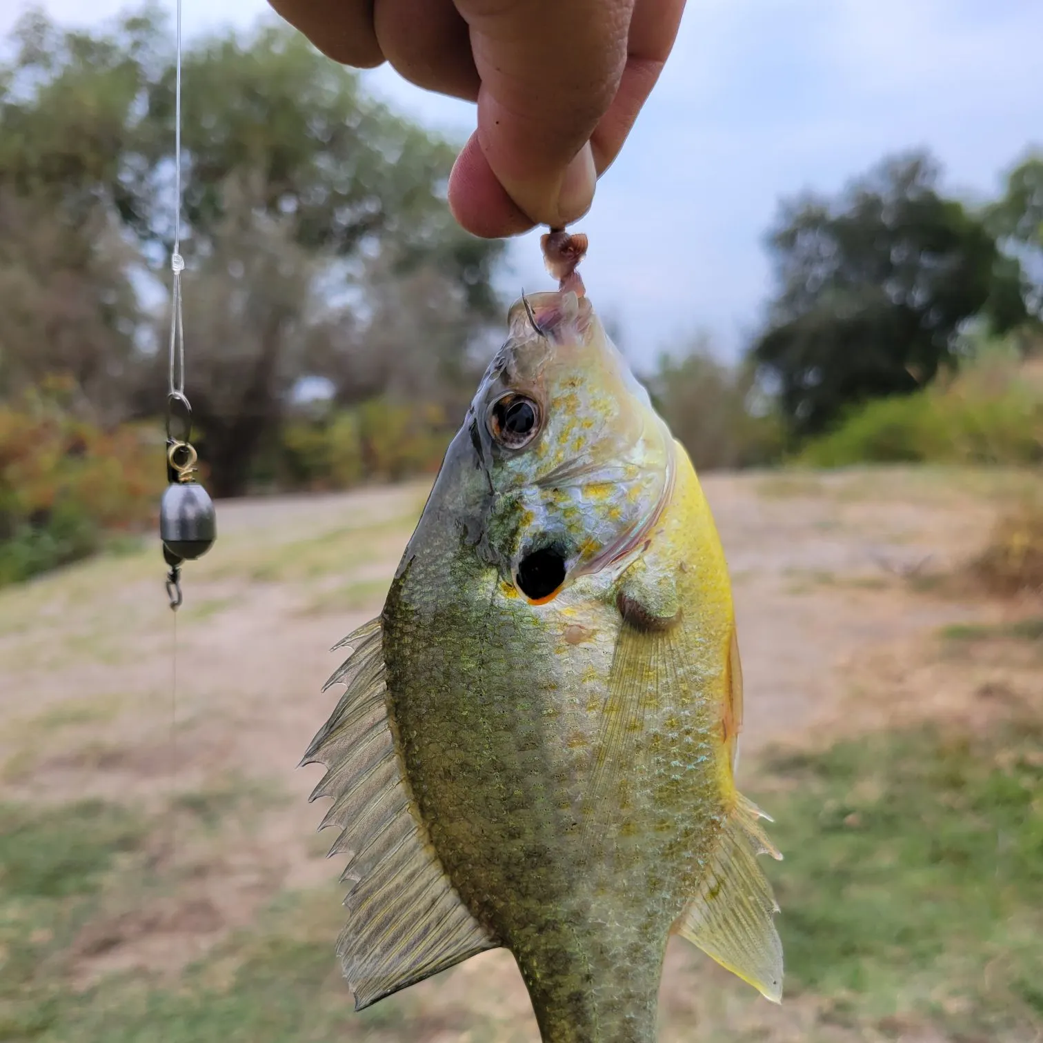 Bluegill caught on Fishbrain