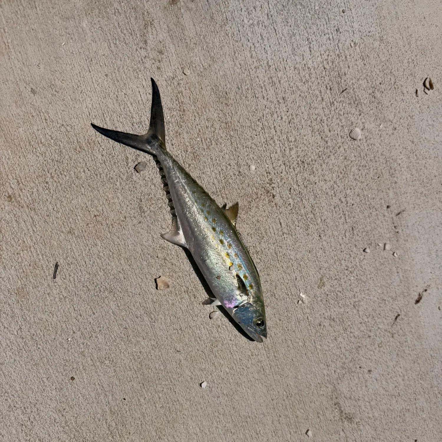 Spanish mackerel caught on Fishbrain