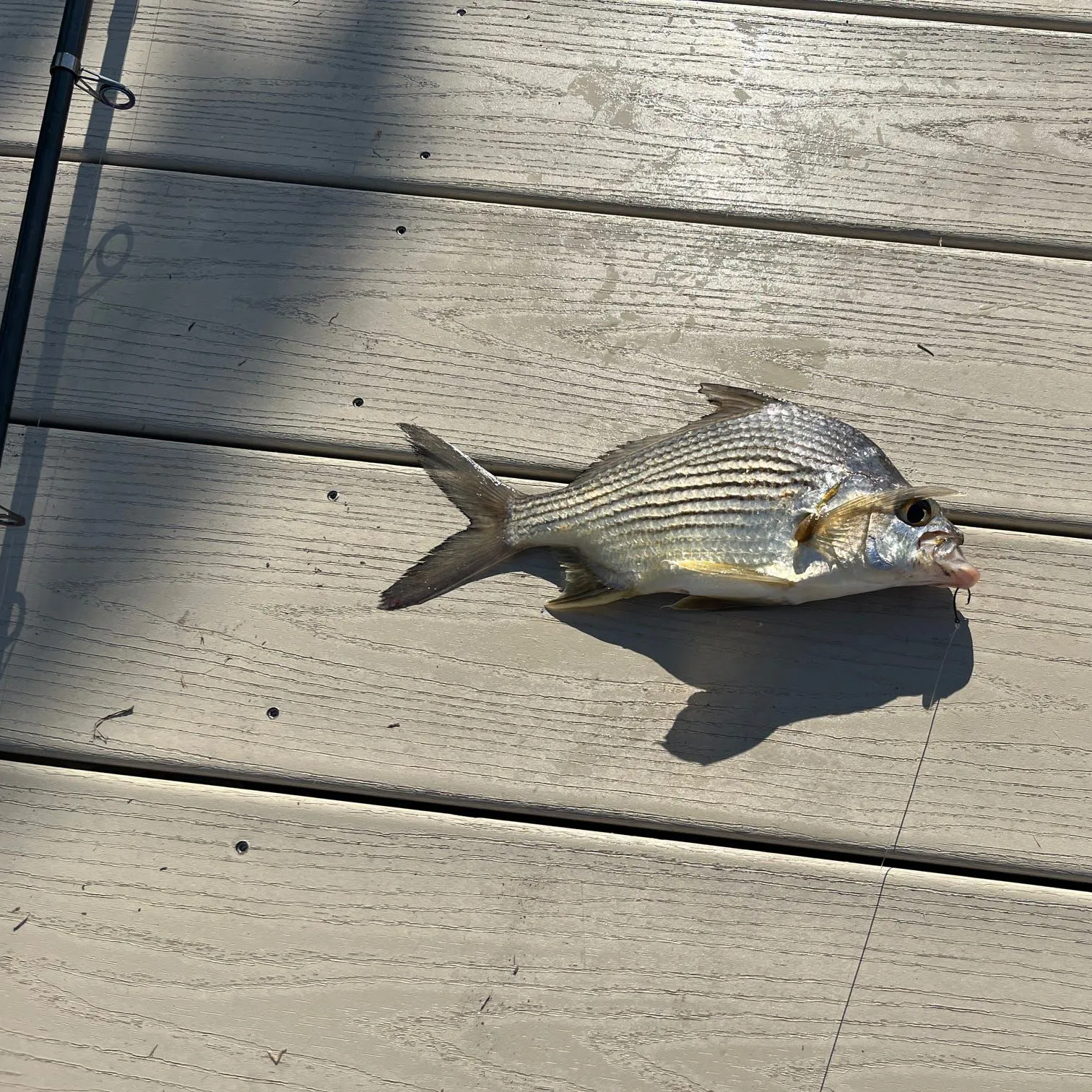 The most recent Striped mojarra catches on Fishbrain