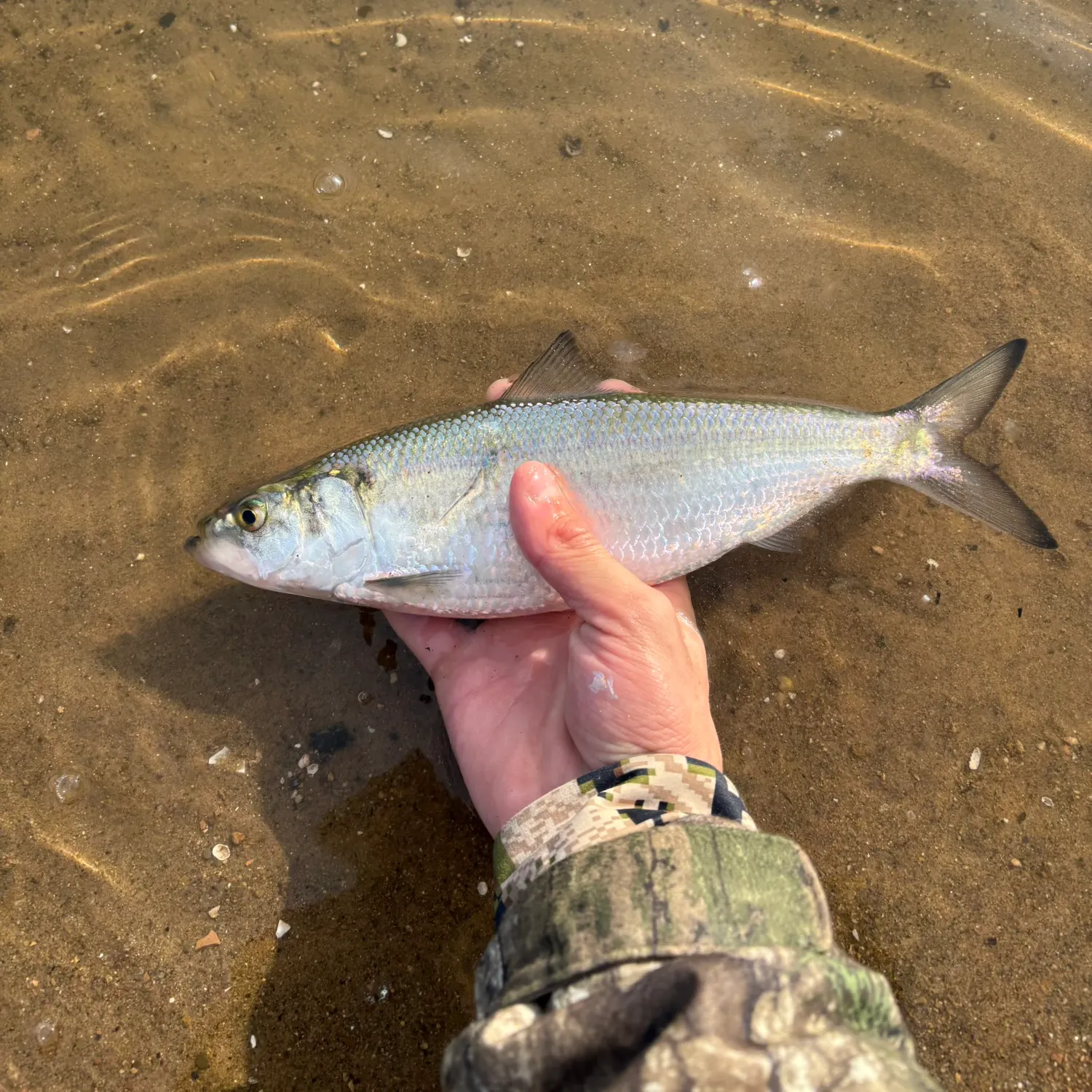 The most recent Skipjack herring catches on Fishbrain