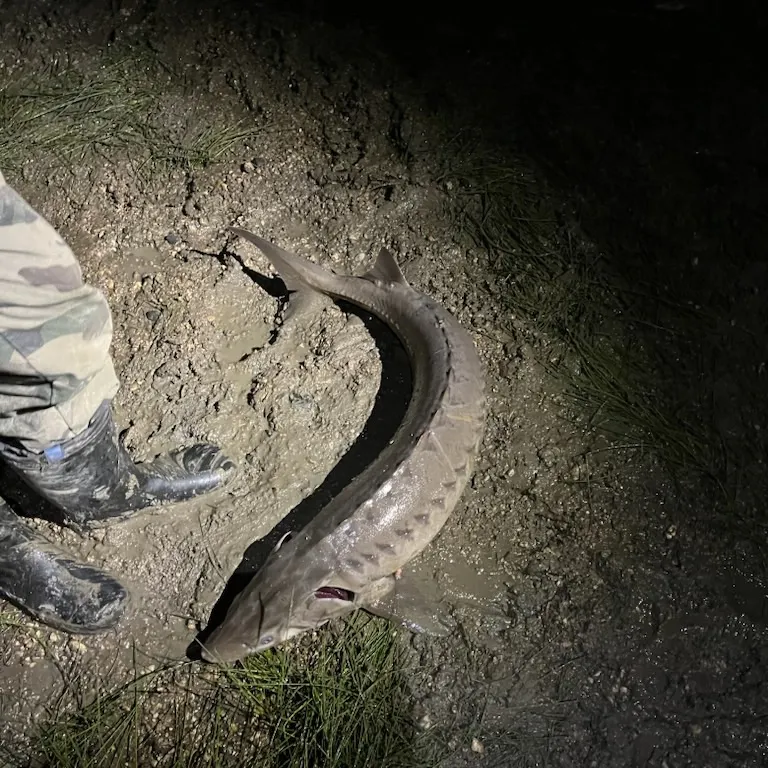 The most recent White sturgeon catches on Fishbrain