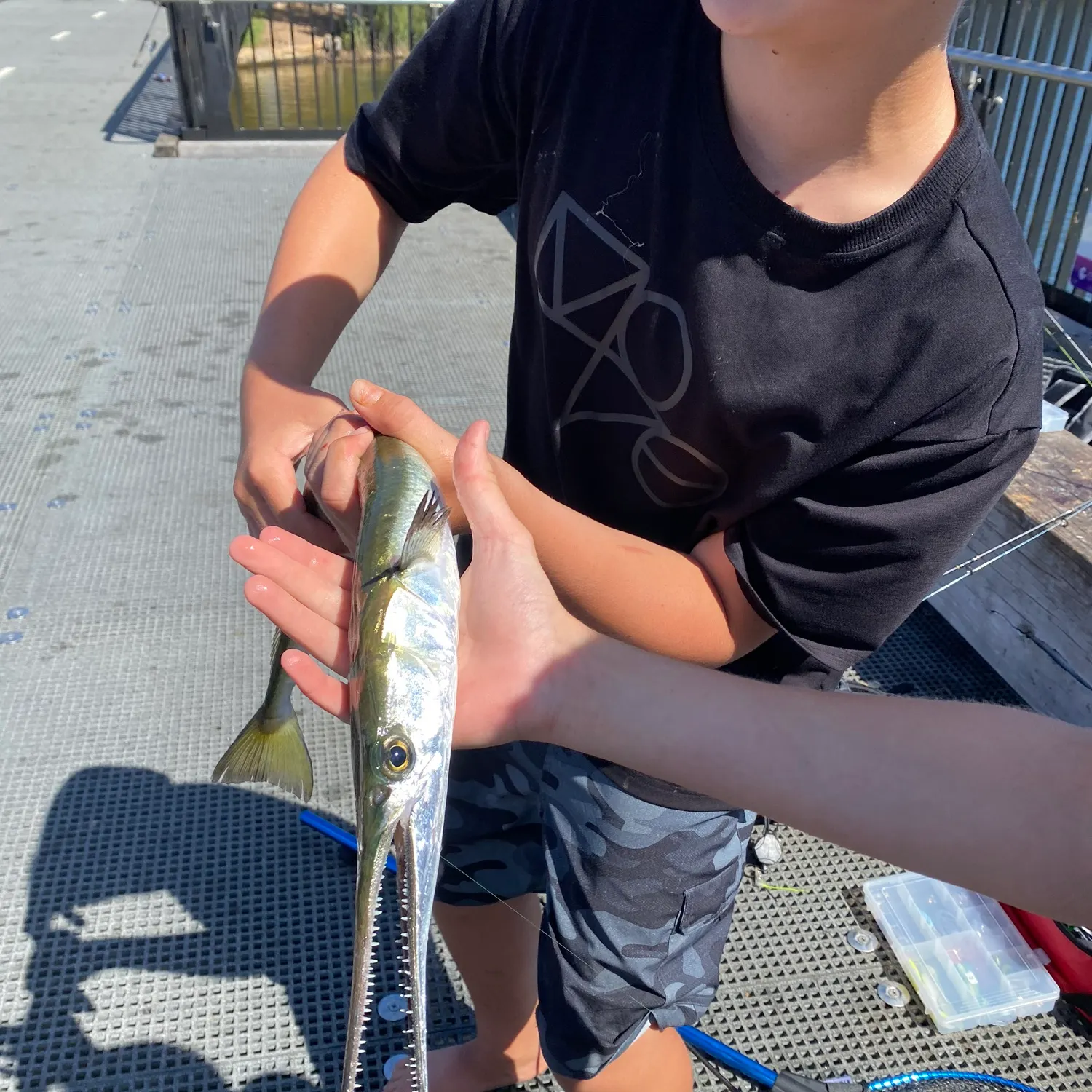 The most recent Flat needlefish catches on Fishbrain