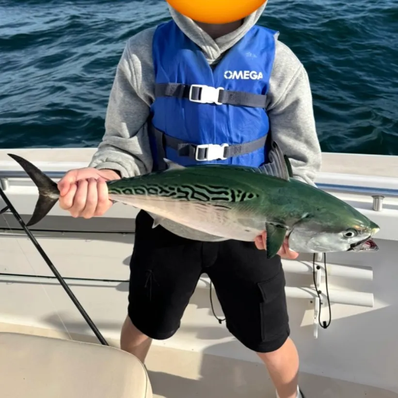 The most recent Little tunny catches on Fishbrain