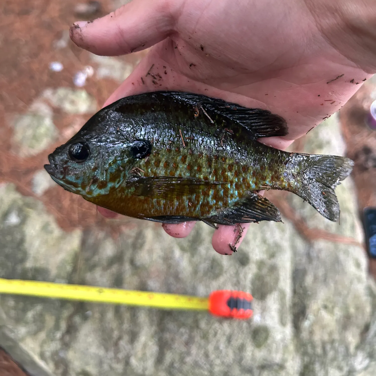 The most recent Pumpkingill hybrid catches on Fishbrain