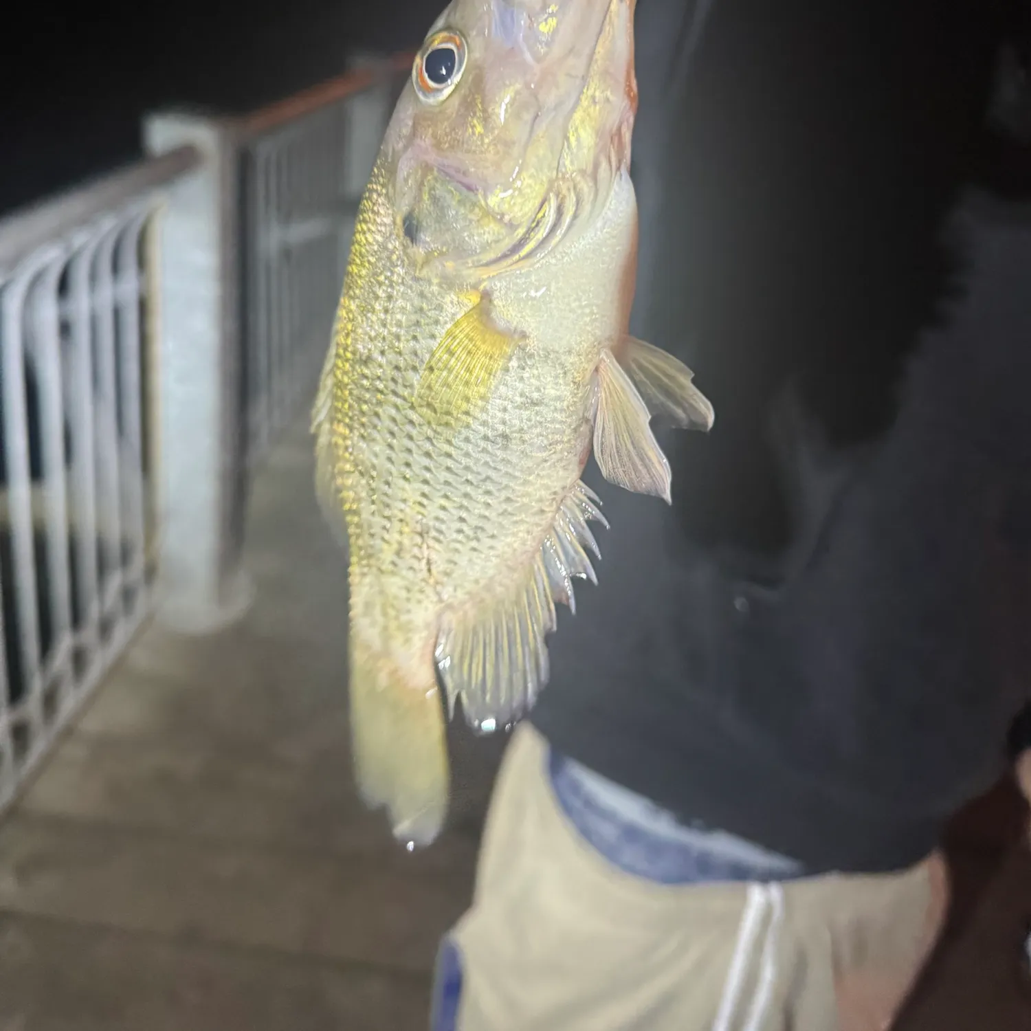 Rock bass caught on Fishbrain