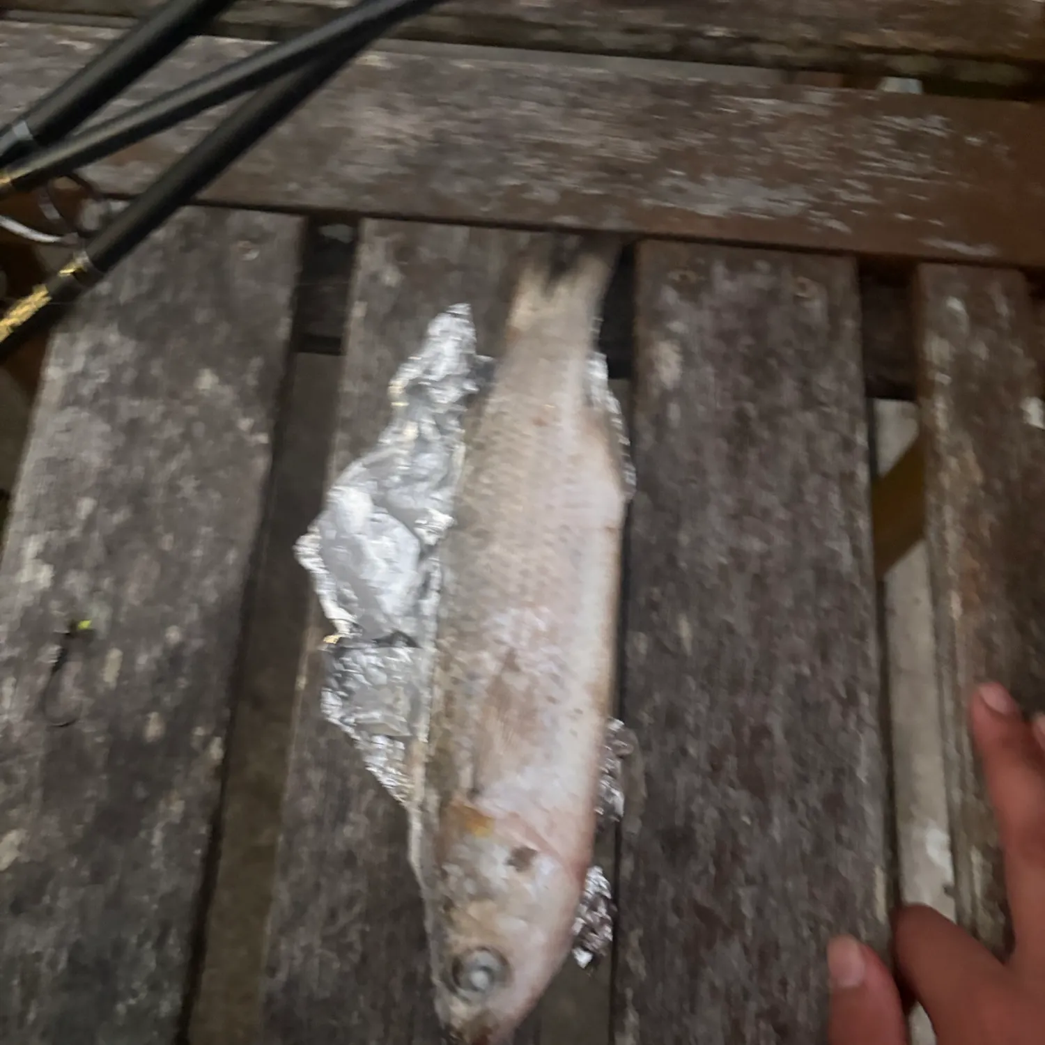 The most recent White mullet catches on Fishbrain