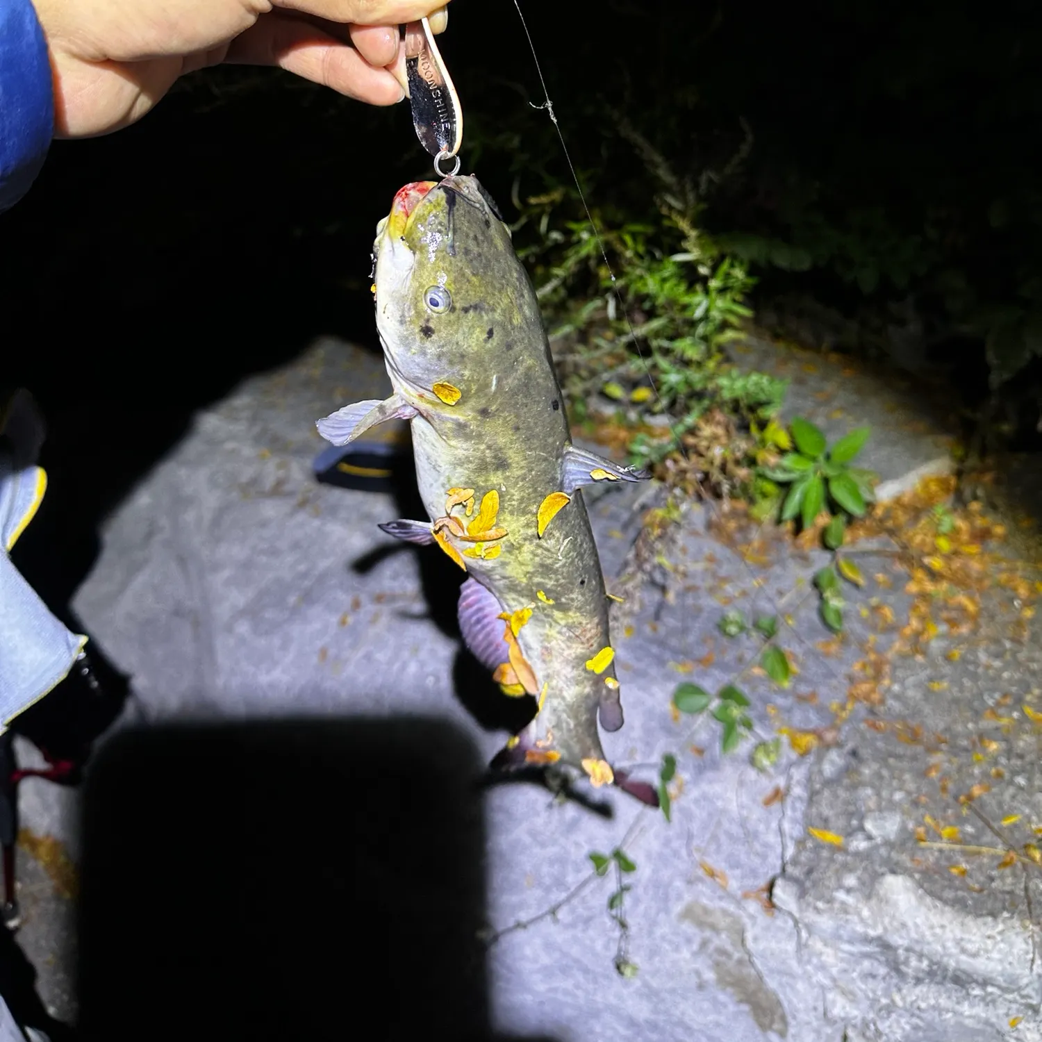 Brown bullhead caught on Fishbrain