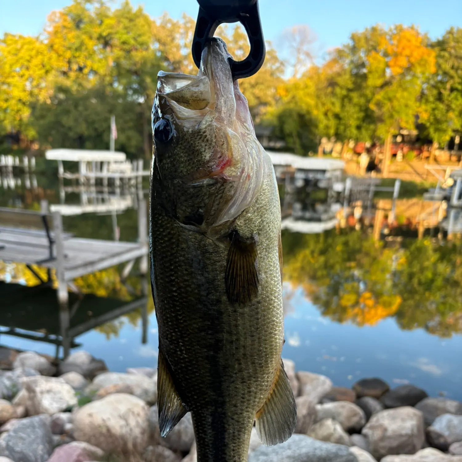 Largemouth bass caught on Fishbrain