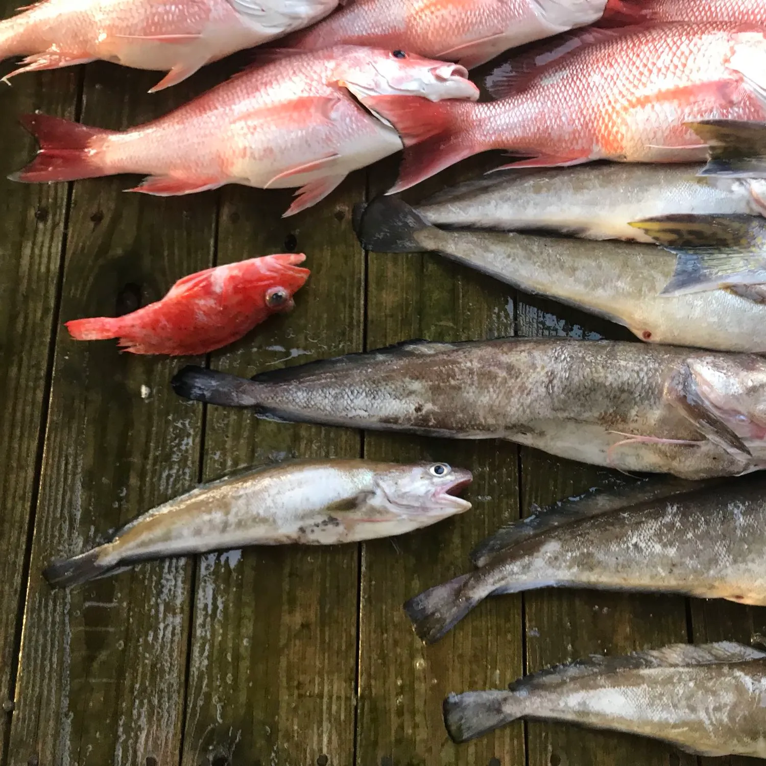 recently logged catches