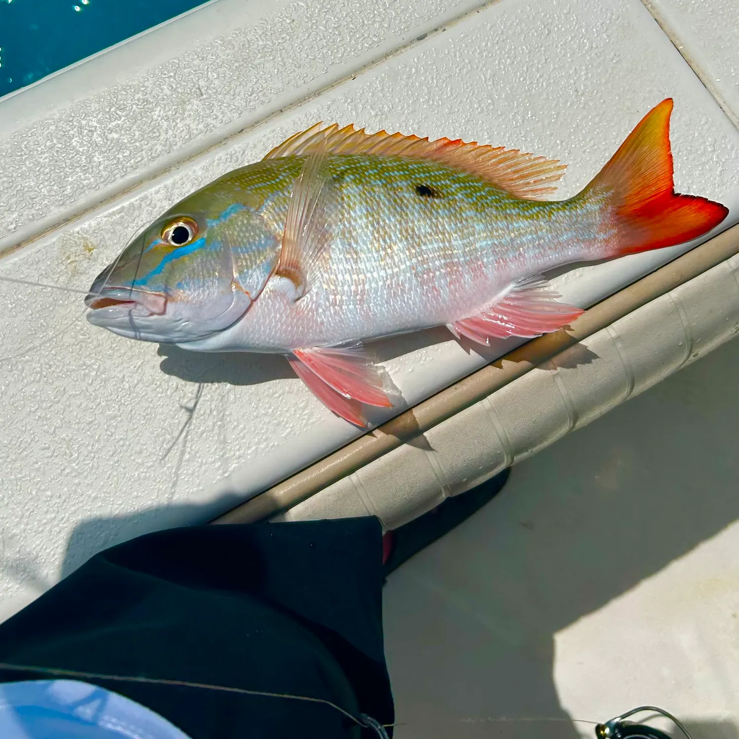 The most recent Mutton snapper catches on Fishbrain