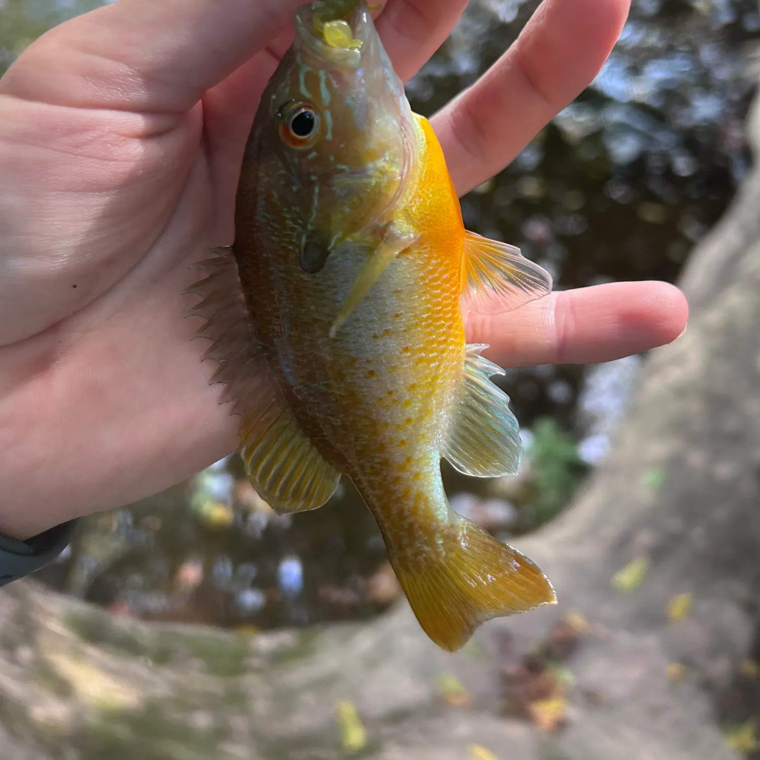 Redbreast sunfish caught on Fishbrain