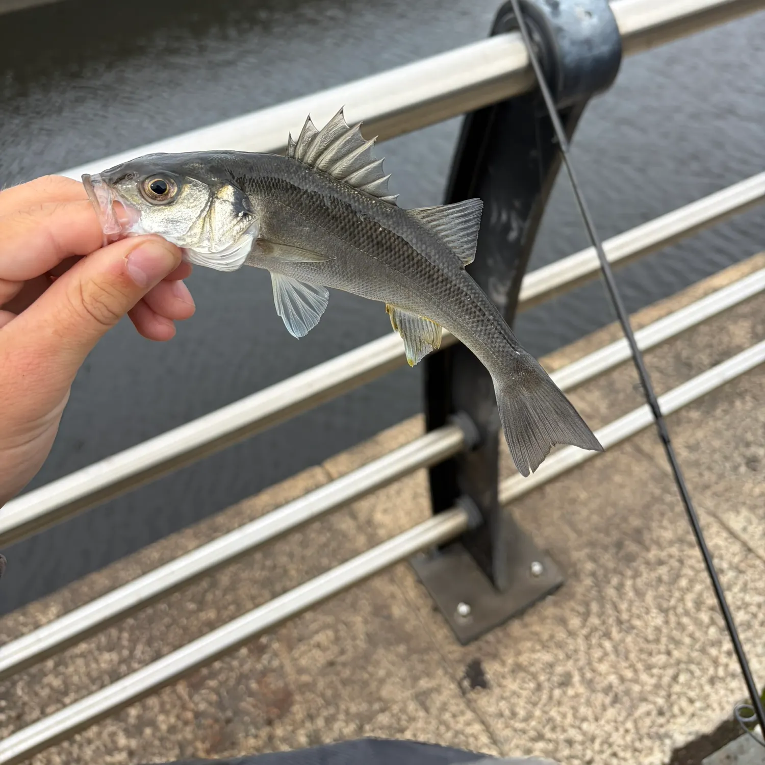 European seabass caught on Fishbrain