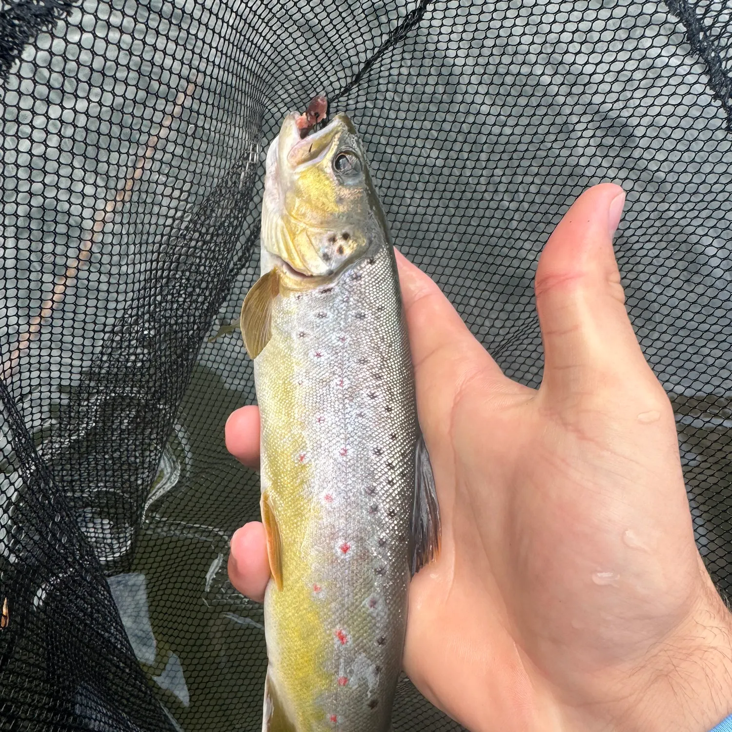 Brown trout caught on Fishbrain