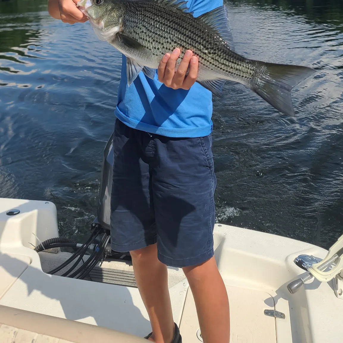 Striped bass caught on Fishbrain