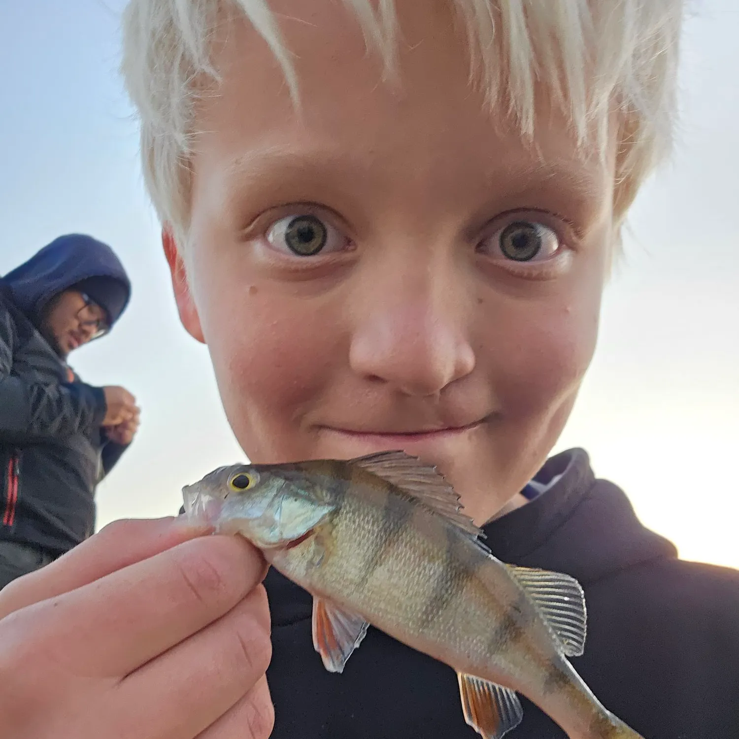 European perch caught on Fishbrain