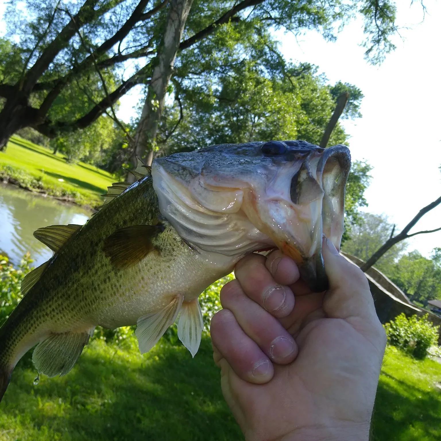 angler catch