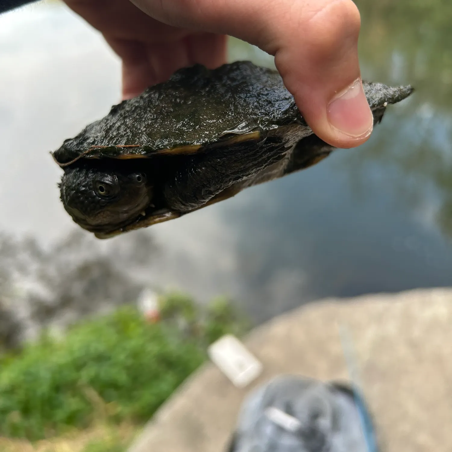 Pond slider turtle caught on Fishbrain