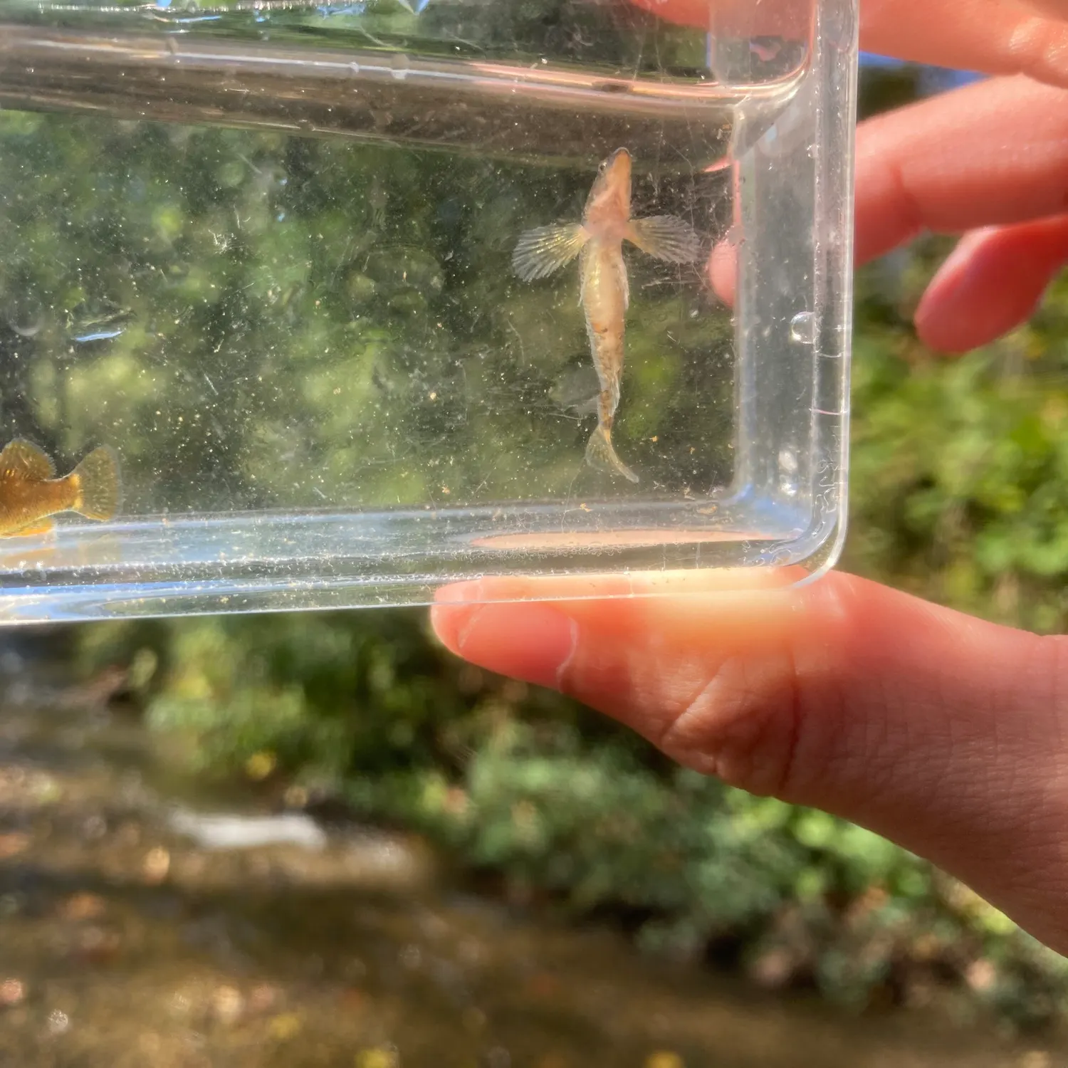 The most recent Tippecanoe darter catches on Fishbrain