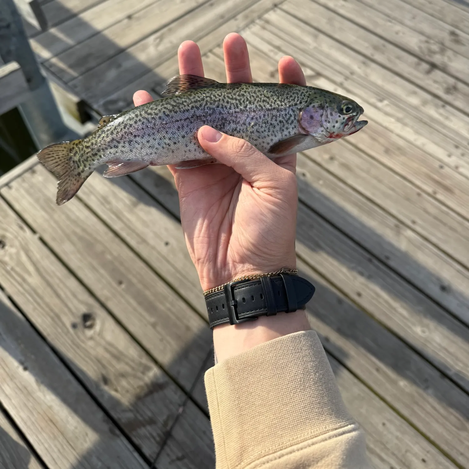 recently logged catches