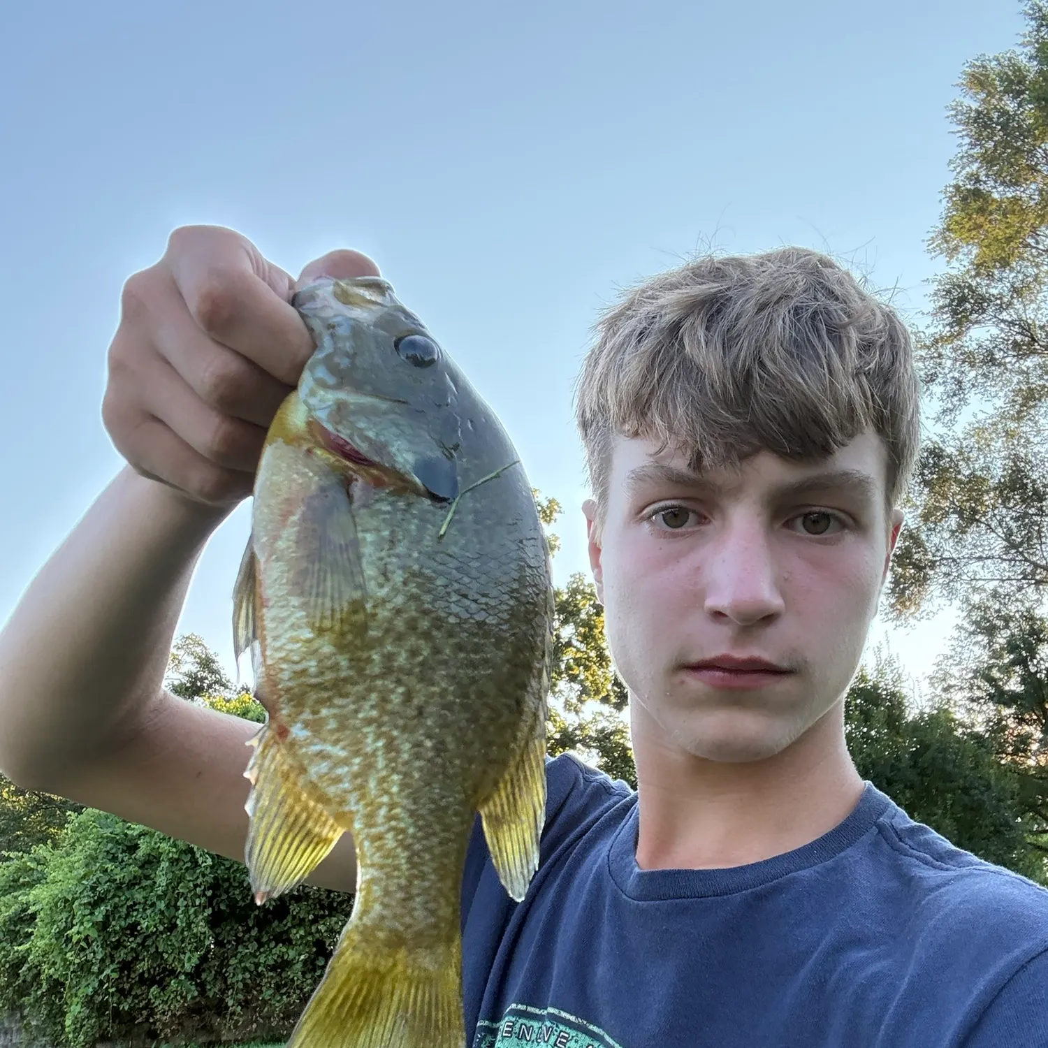 Greengill hybrid caught on Fishbrain
