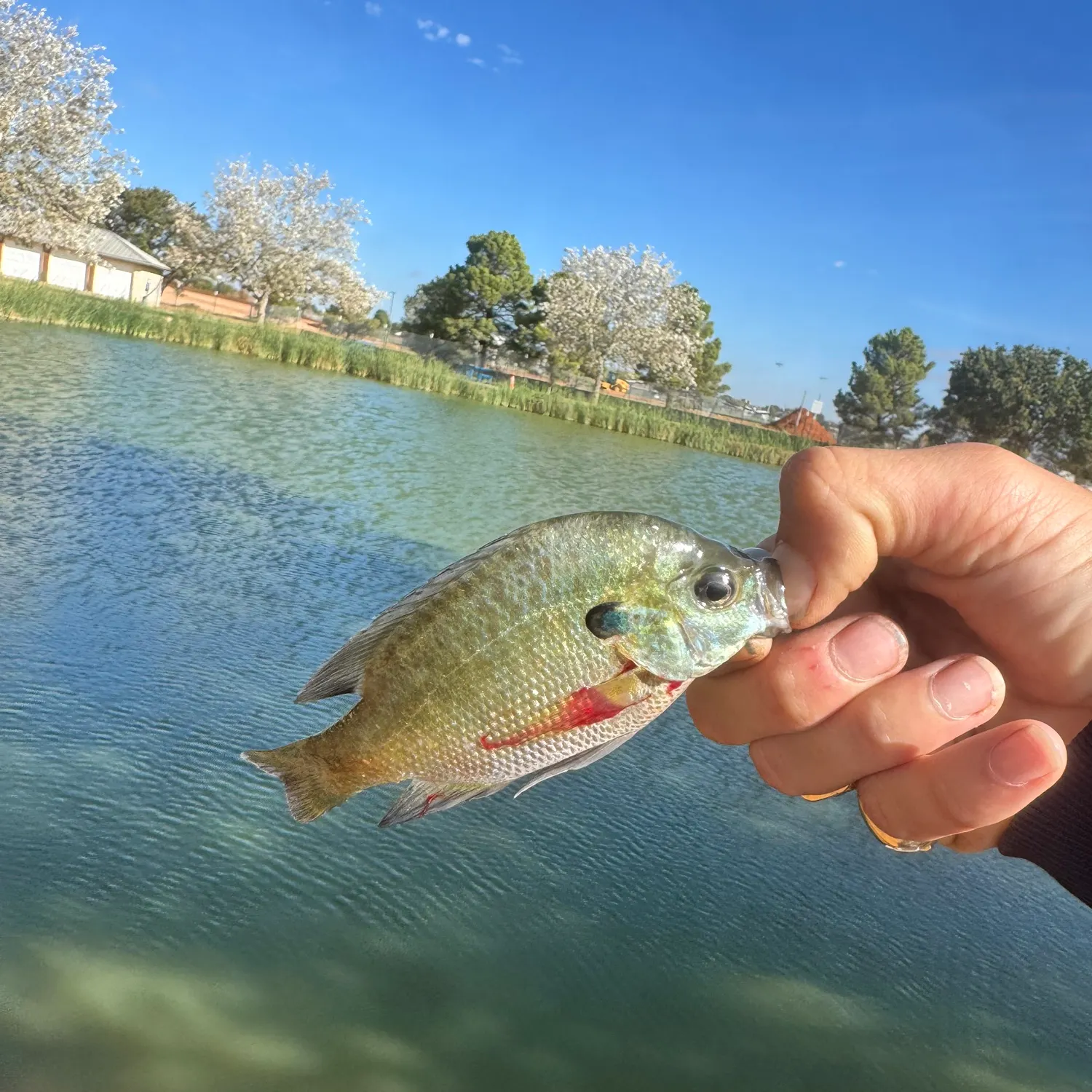 Bluegill caught on Fishbrain