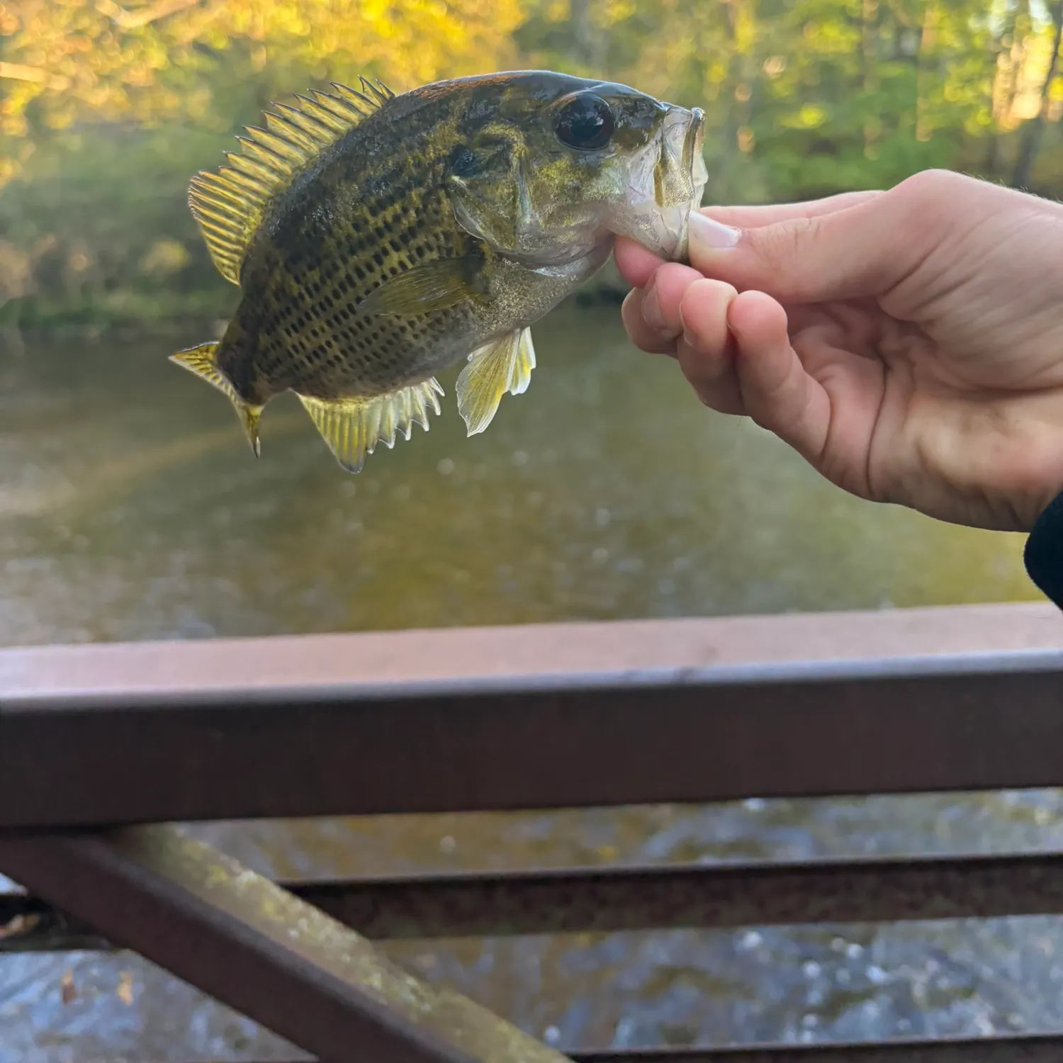 Rock bass caught on Fishbrain